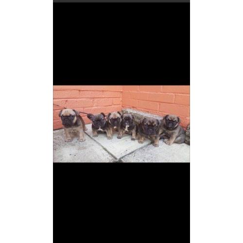 *BEAUTIFUL FRENCH BULLDOG PUPPIES AVAILABLE*