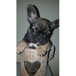 *BEAUTIFUL FRENCH BULLDOG PUPPIES AVAILABLE*