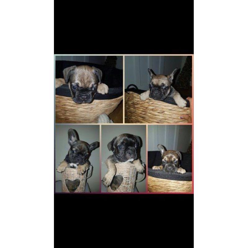 *BEAUTIFUL FRENCH BULLDOG PUPPIES AVAILABLE*