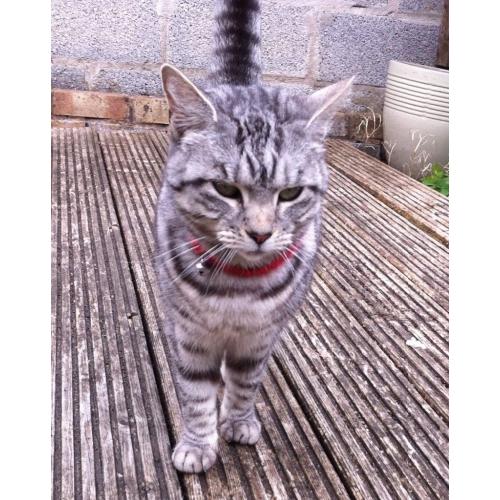 Beautiful silver tabby cat
