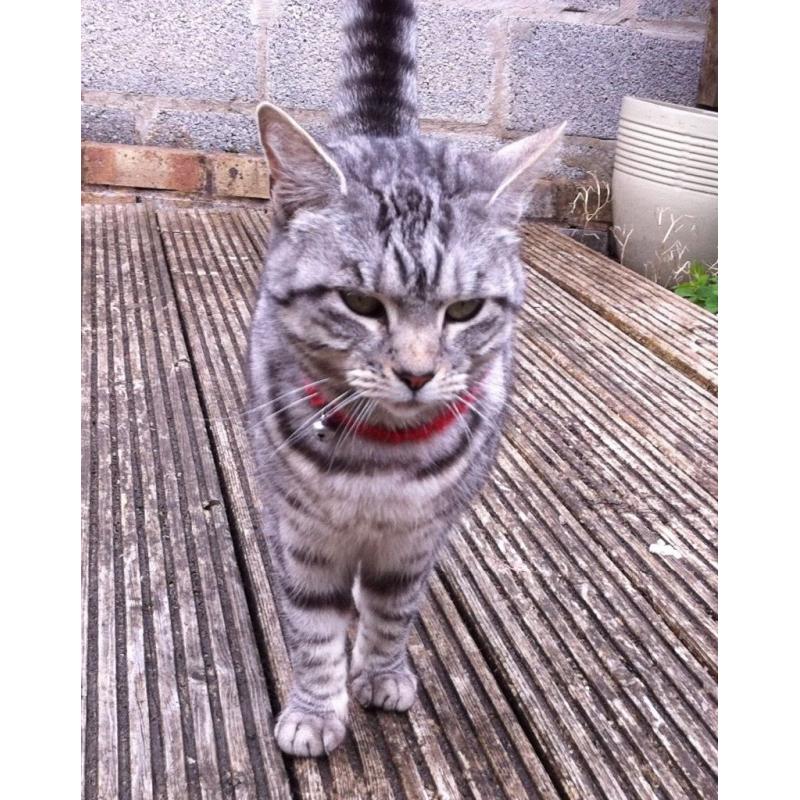 Beautiful silver tabby cat