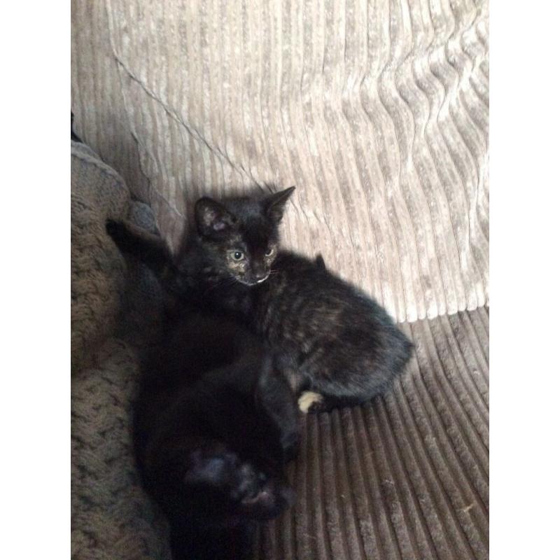 Kittens for sale