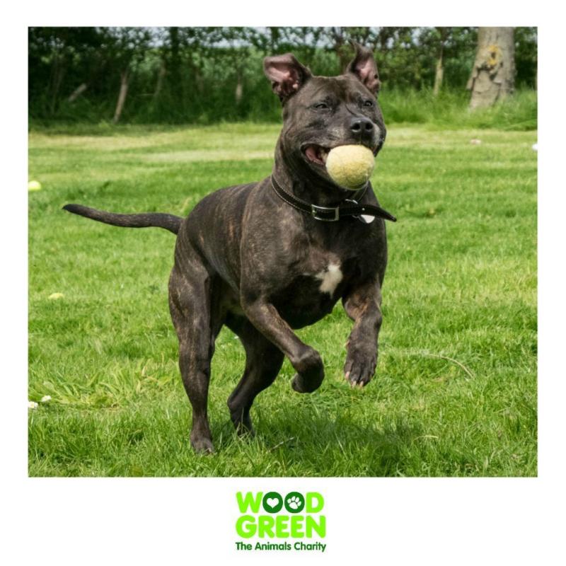 Sophie - Terrier (Staffordshire Bull) - 5 Years - Looking for her Forever Home