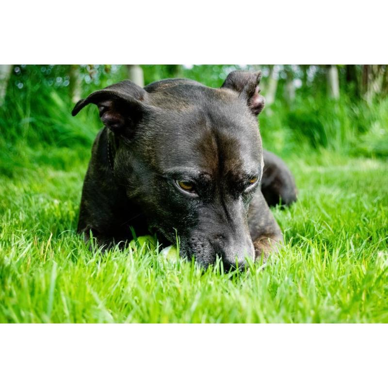 Sophie - Terrier (Staffordshire Bull) - 5 Years - Looking for her Forever Home