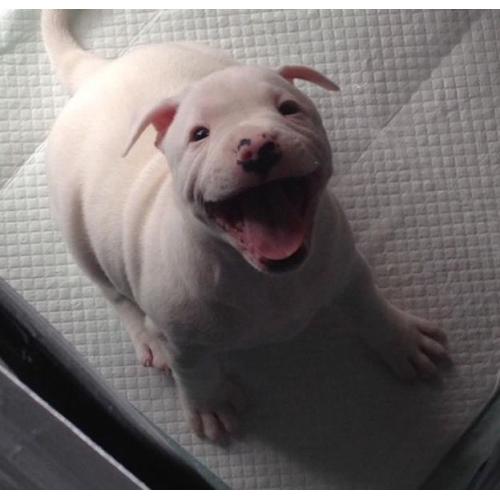 Chunky white Staffordshire bull terrier pups