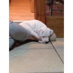 Chunky white Staffordshire bull terrier pups