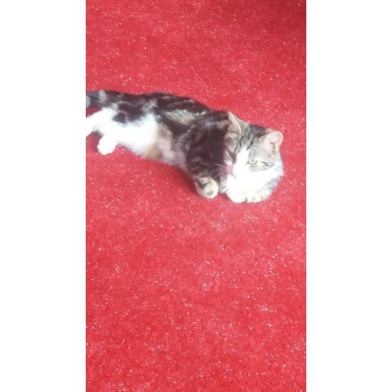beautiful female cat (free to good home)