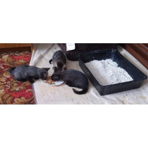Kittens for Sale