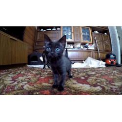 Kittens for Sale
