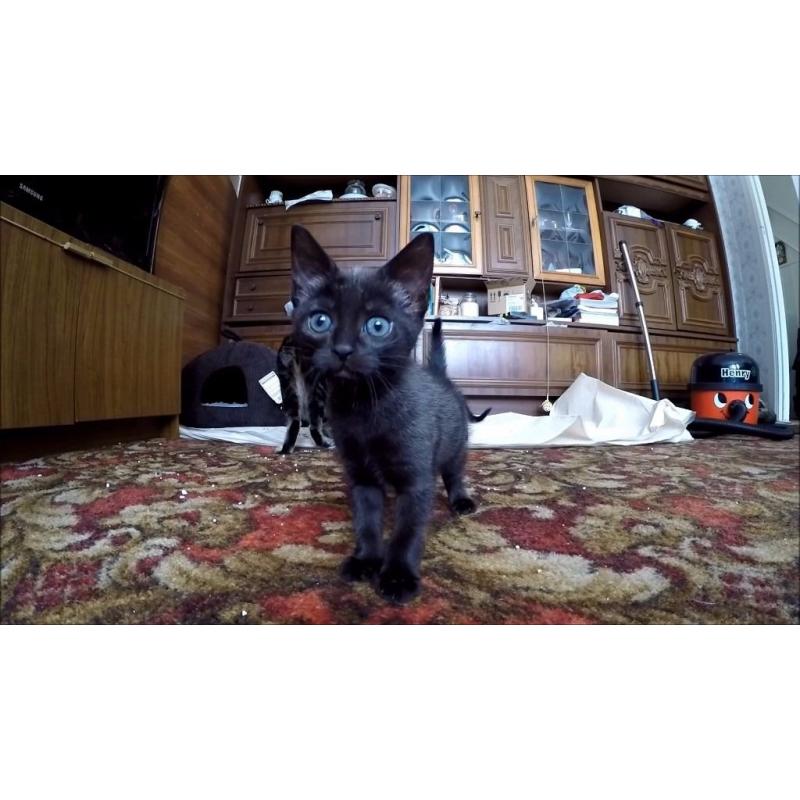 Kittens for Sale