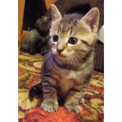 Kittens for Sale