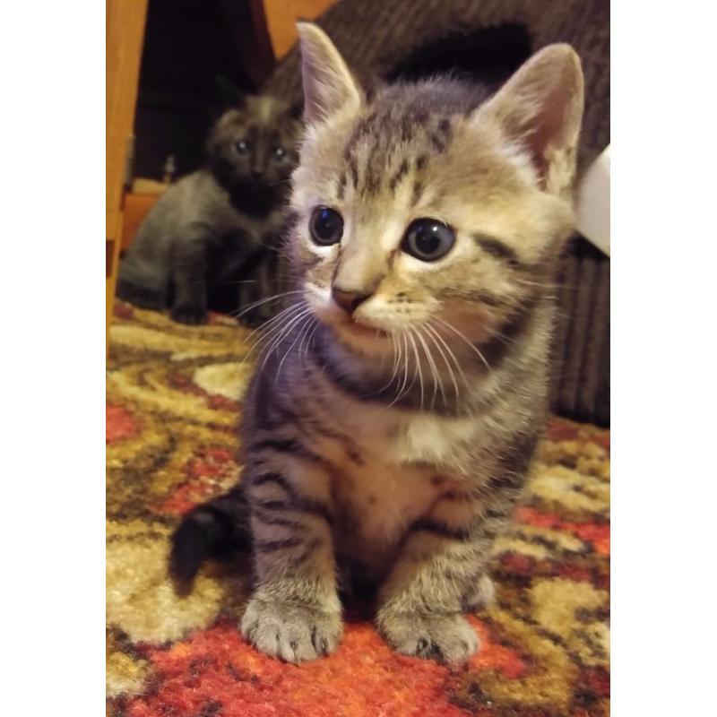 Kittens for Sale