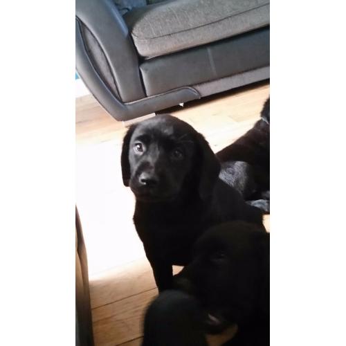 Black labrador puppies 3 girls 1 boy left