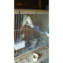 Baby budgies