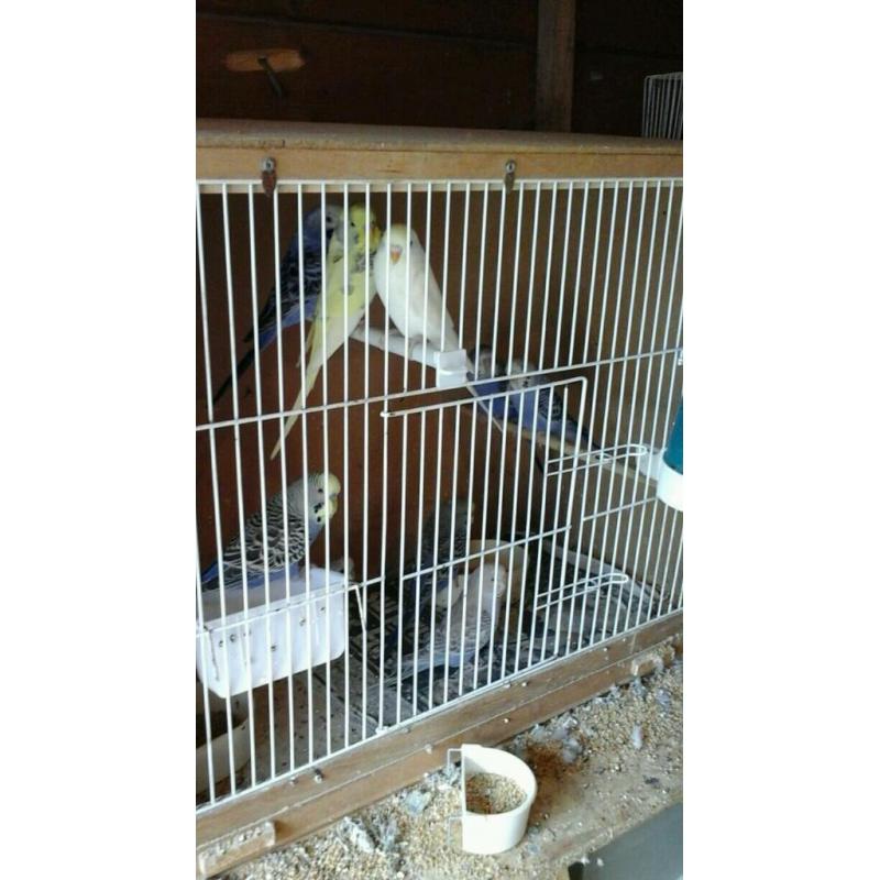 Baby budgies