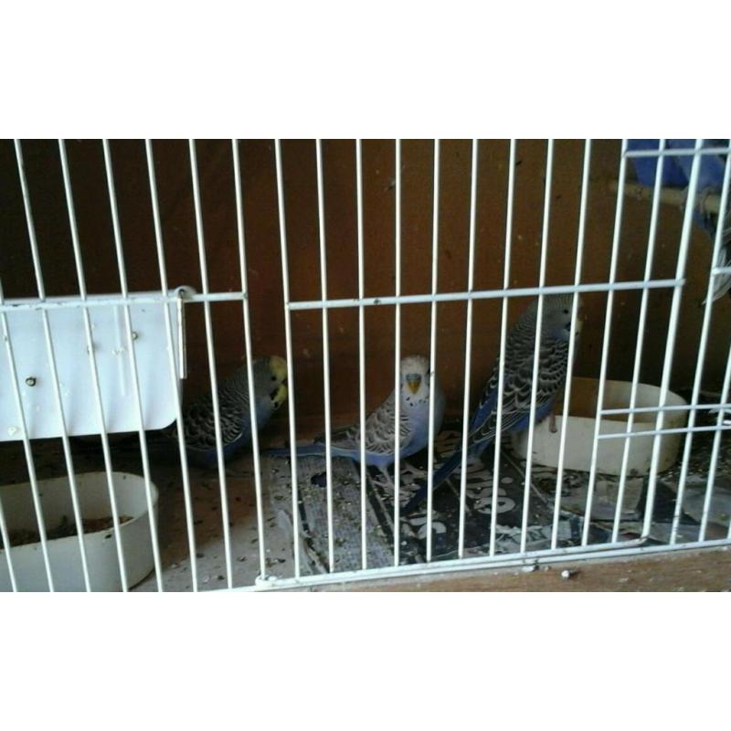 Baby budgies