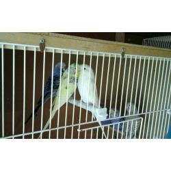 Baby budgies