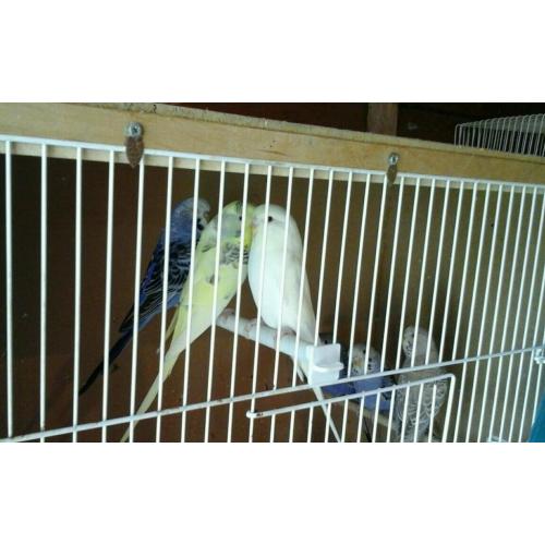 Baby budgies