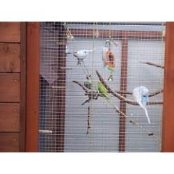 Baby budgies for sale