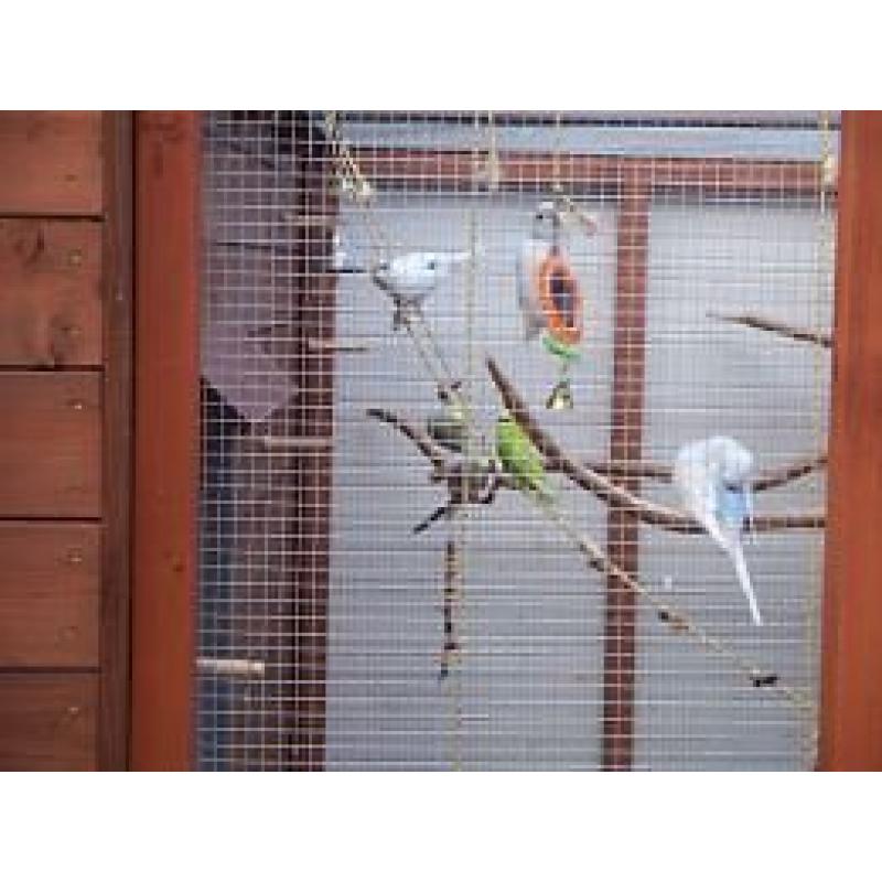 Baby budgies for sale