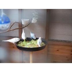 Baby budgies for sale
