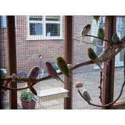 Baby budgies for sale