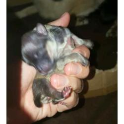 Pomeranian cross Chihuahua blue end chocolate