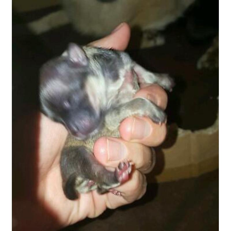 Pomeranian cross Chihuahua blue end chocolate