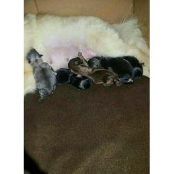 Pomeranian cross Chihuahua blue end chocolate