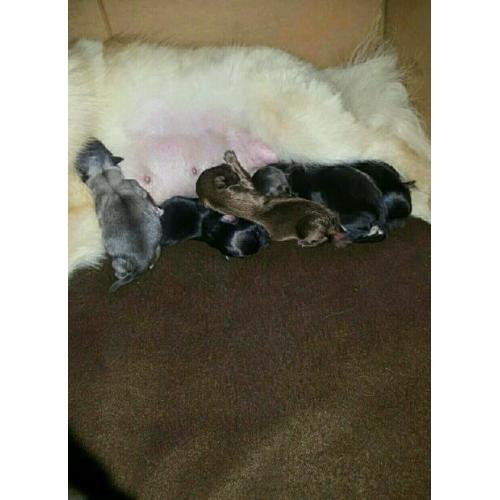 Pomeranian cross Chihuahua blue end chocolate