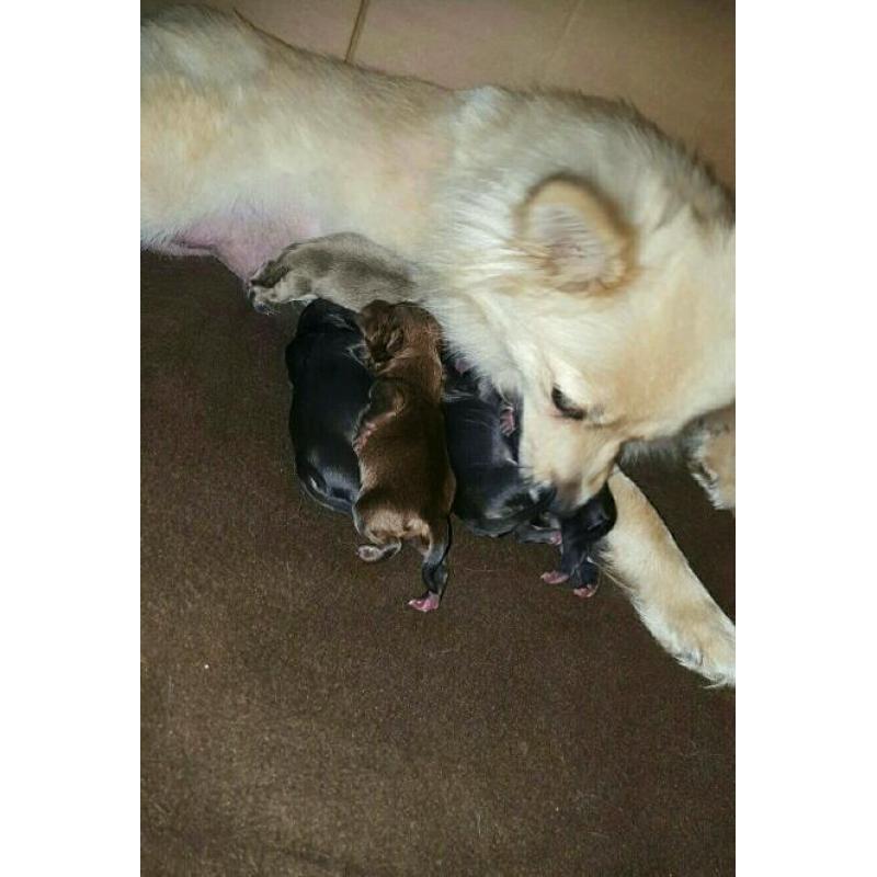 Pomeranian cross Chihuahua blue end chocolate