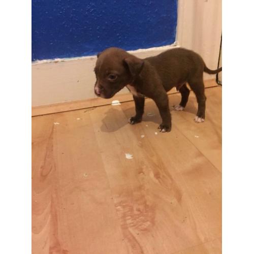 Crossed breed chocolate