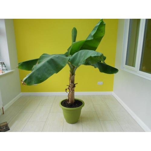 TROPICAL PLANT BANANA