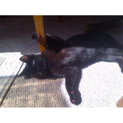 Frappe needs a home!