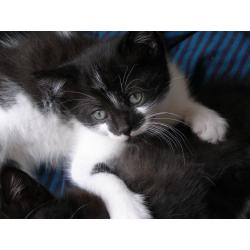 TINY MALE KITTEN