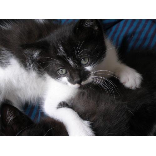 TINY MALE KITTEN
