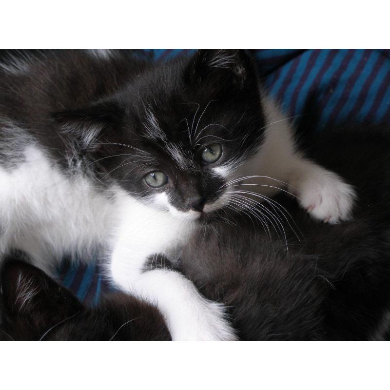 TINY MALE KITTEN