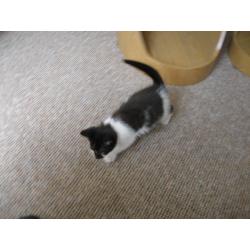 TINY MALE KITTEN