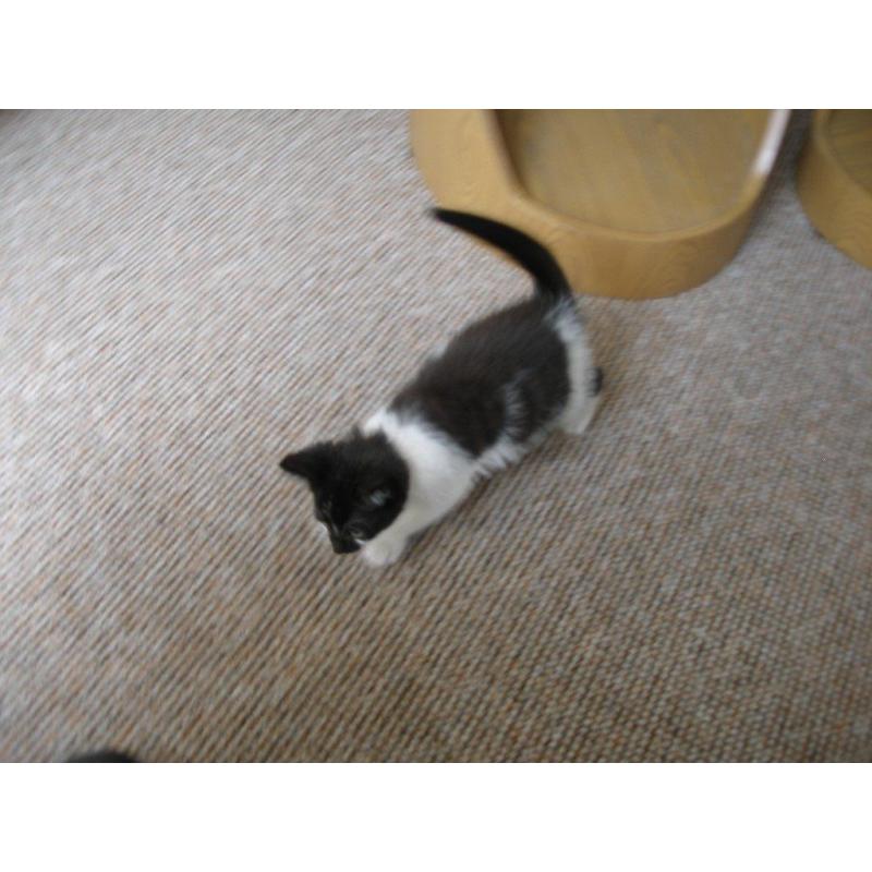 TINY MALE KITTEN
