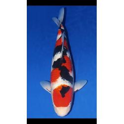 Koi for sale