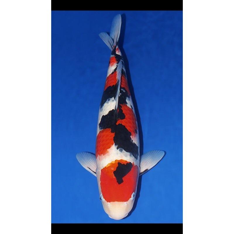 Koi for sale