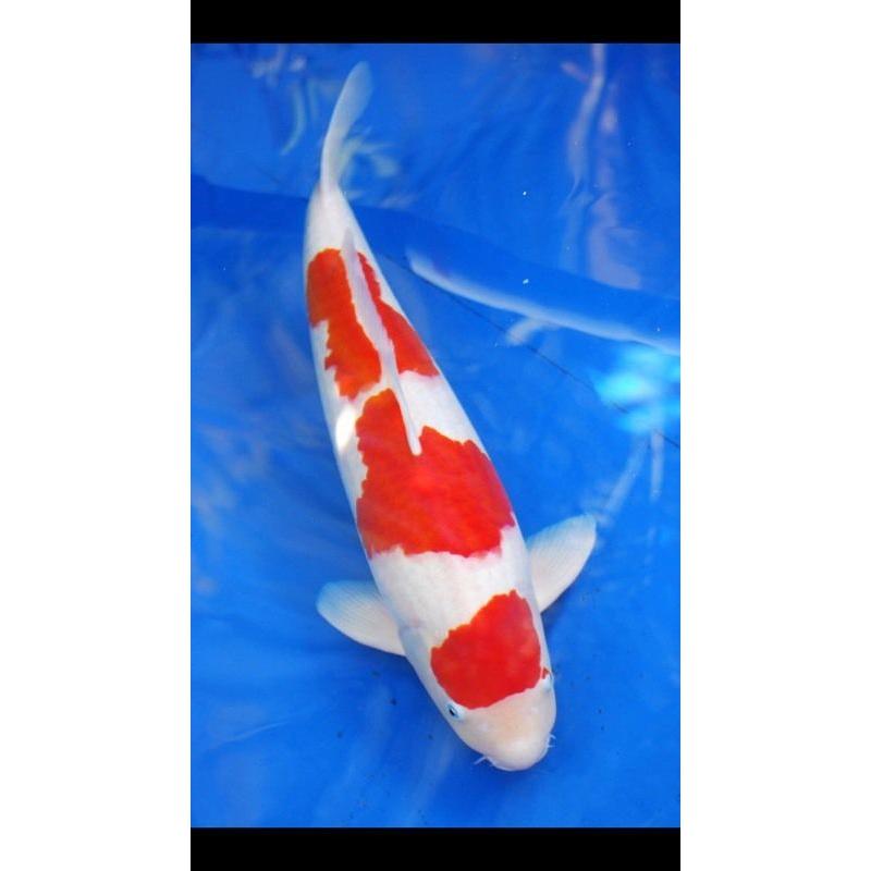 Koi for sale