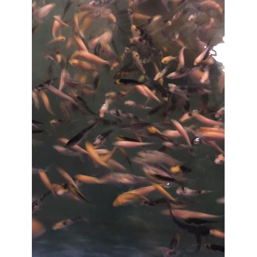 Koi for sale