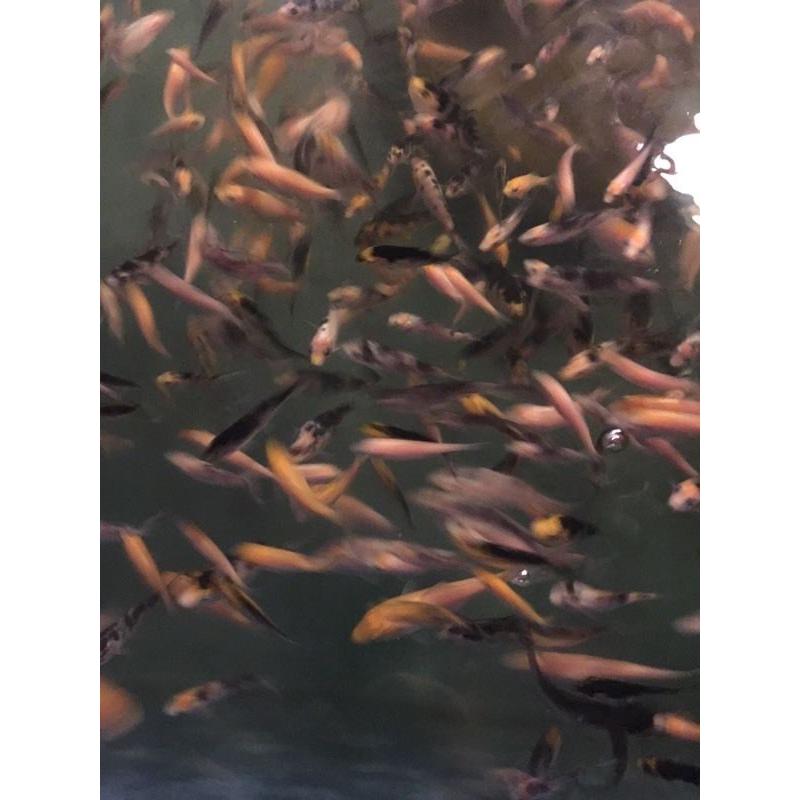 Koi for sale