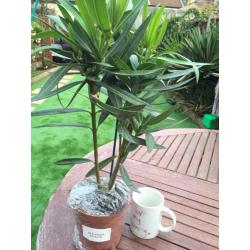 OLEANDER - YELLOW. GARDEN SHRUB