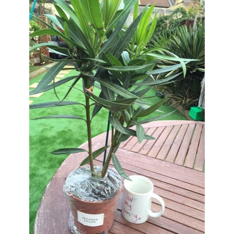 OLEANDER - YELLOW. GARDEN SHRUB