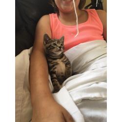 Bengal Cross Kittens, ALL SOLD!