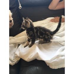 Bengal Cross Kittens, ALL SOLD!