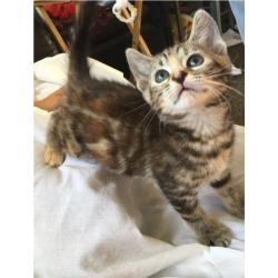 Bengal Cross Kittens, ALL SOLD!
