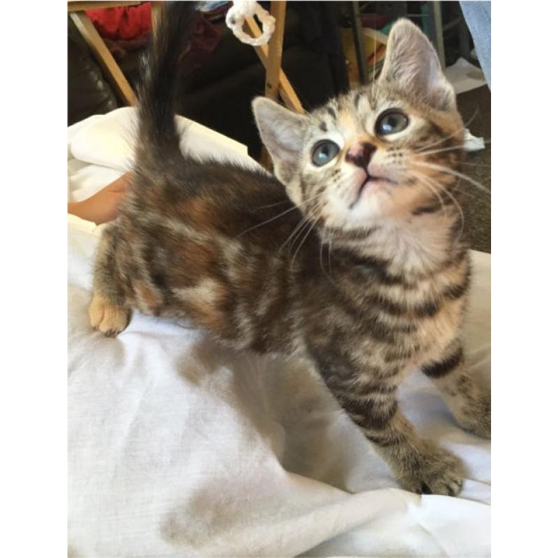 Bengal Cross Kittens, ALL SOLD!
